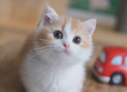 奶猫拉稀是不是等死了？原来是这样