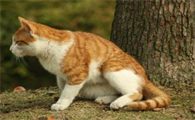 猫拉黑色的稀屎但是精神很好