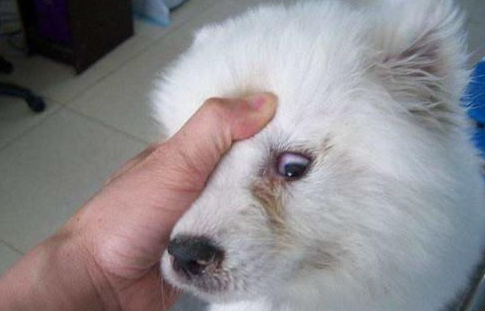 犬瘟热的潜伏期多久?来get下吧 犬瘟热的潜伏期多久?来get下吧