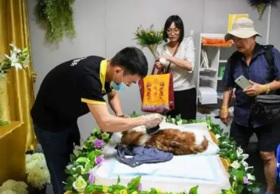 宠物殡葬师怎么考