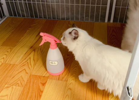 如何给猫舍消毒彻底