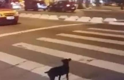 这狗狗超级守法,路人闯红灯了,唯独它还在等绿灯!太敬佩了 这狗狗超级守法,路人闯红灯了,唯独它还在等绿灯!太敬佩了
