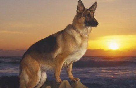 你知道牧羊犬有几种吗？