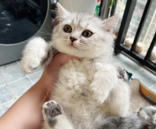 新养的小猫叫要不要管？