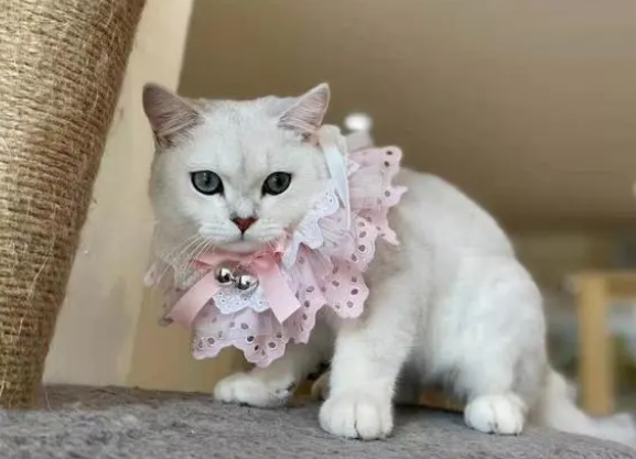 宠物店给猫咪洗澡包括哪些