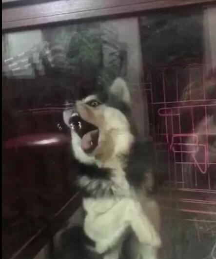 二哈狂舔玻璃停不下来,主人要被它蠢哭了 二哈狂舔玻璃停不下来,主人要被它蠢哭了