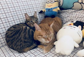小奶猫出生后如何护理？