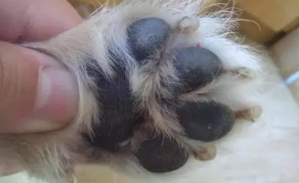 巴哥犬体臭的缘故，只不过是这几个，宠主们看了就掌握啦！