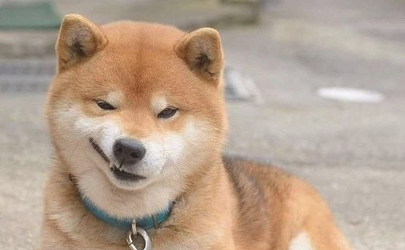 小狗反感主人家的主要表现有什么？你知道吗？