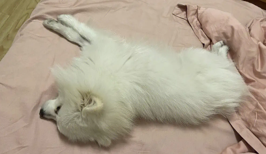 为什么狗狗舔床单的血迹