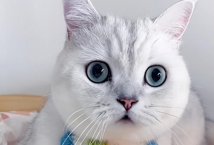 邓峰家的猫为啥那么火 邓峰家的猫为啥那么火