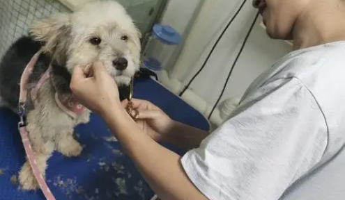 宠物医院治细小要多少钱 宠物医院治细小要多少钱