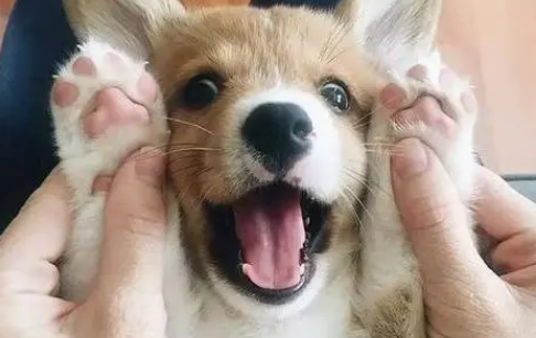 狗狗为什么喜欢嘤嘤叫