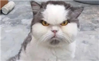 猫猫的视频搞笑视频