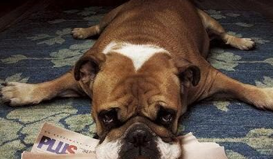 犬破伤风病的病因与治疗方法 犬破伤风病的病因与治疗方法