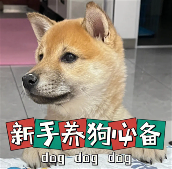 新手养狗基础知识 新手养狗基础知识