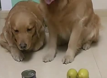 狗狗吃了梨会不会有事