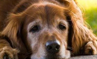 狗狗临死前的五个预兆