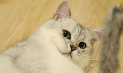猫咪误食蟑螂药怎么办？