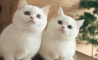 猫咪怎么样才会得猫瘟病毒