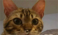 猫咪打喷嚏流鼻涕是怎么回事啊?