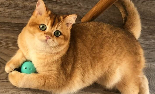 金渐层猫咪的寿命,可以到多久? 金渐层猫咪的寿命,可以到多久?