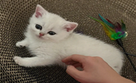 小猫打喷嚏、流鼻涕、流眼泪怎么回事？