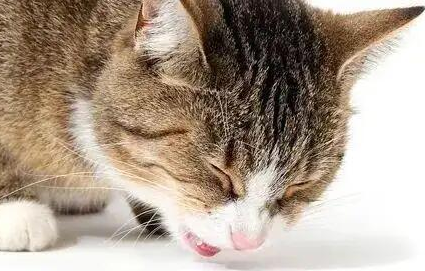猫每天都吐但精神好是为什么? 猫每天都吐但精神好是为什么?
