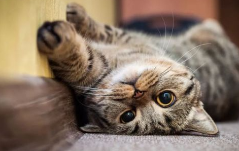 猫咪爱乱尿 训练上厕所有方法