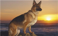 你知道牧羊犬有几种吗？