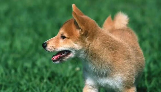 教你了解狗狗生殖系统?怎么分辨狗狗性别? 教你了解狗狗生殖系统?怎么分辨狗狗性别?