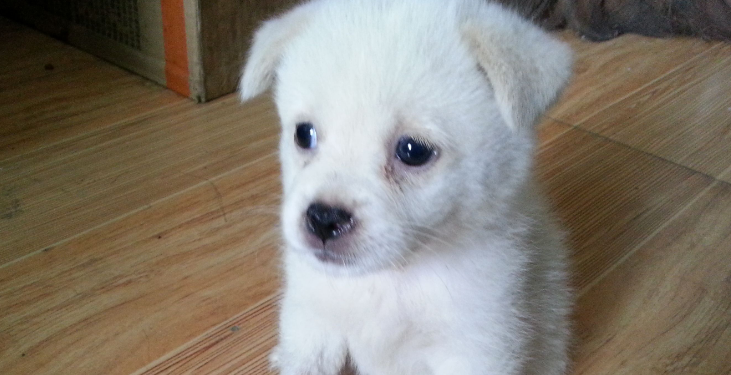 狗狗几个月内算幼犬