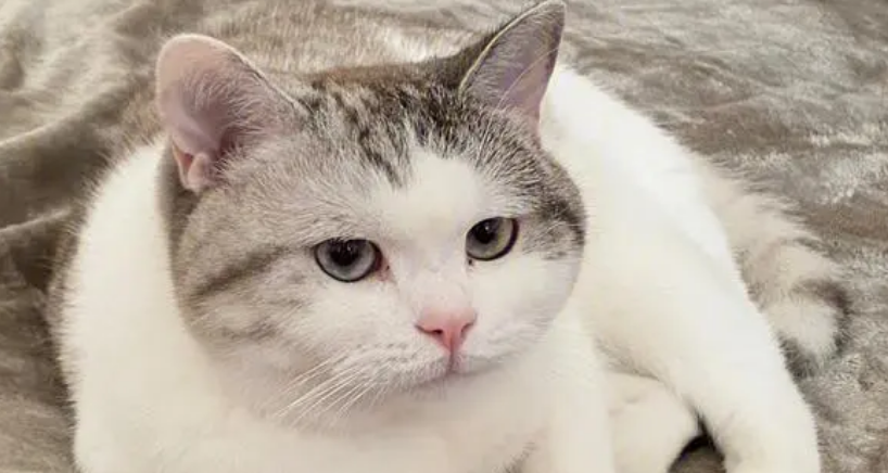 猫咪冬天为什么能舔铁屑 猫咪冬天为什么能舔铁屑