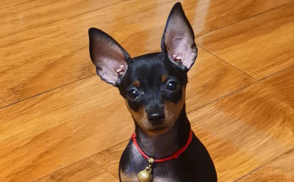 小鹿犬泪痕是与生俱来的吗?小鹿犬泪痕是后天性的吗? 小鹿犬泪痕是与生俱来的吗?小鹿犬泪痕是后天性的吗?