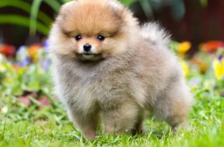小型犬多少钱一只