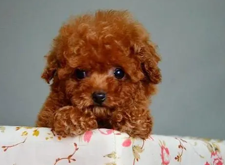 泰迪狗拉稀还有血怎么回事
