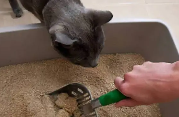 猫咪持续拉稀5天会死吗？想知道的，看过来！