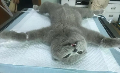 猫咪绝育后为什么会大跳