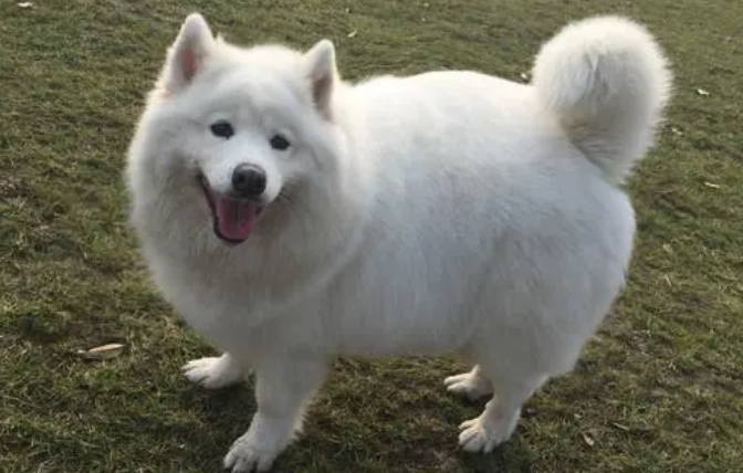 萨摩耶500元能买吗