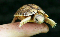 埃及陆龟能长多大？