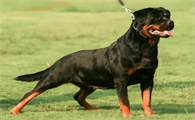 成年罗威纳犬多少钱一只