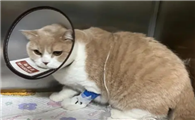 猫咪常见自发性膀胱炎的诊断及治疗！