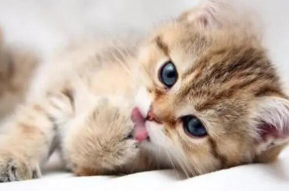 猫咪洗完澡之后拉肚子怎么办啊 猫咪洗完澡之后拉肚子怎么办啊