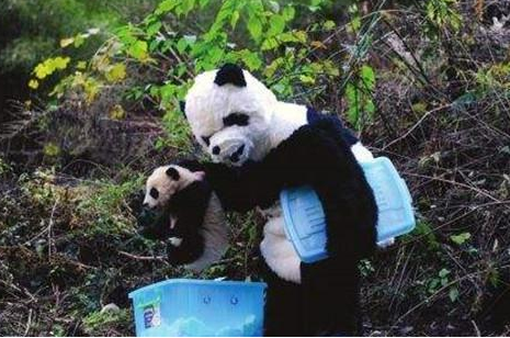 世界上唯一不属于中国的大熊猫,再也回不到家乡了 世界上唯一不属于中国的大熊猫,再也回不到家乡了