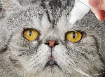 猫一只眼睛有脓黄眼屎?这说明什么? 猫一只眼睛有脓黄眼屎?这说明什么?