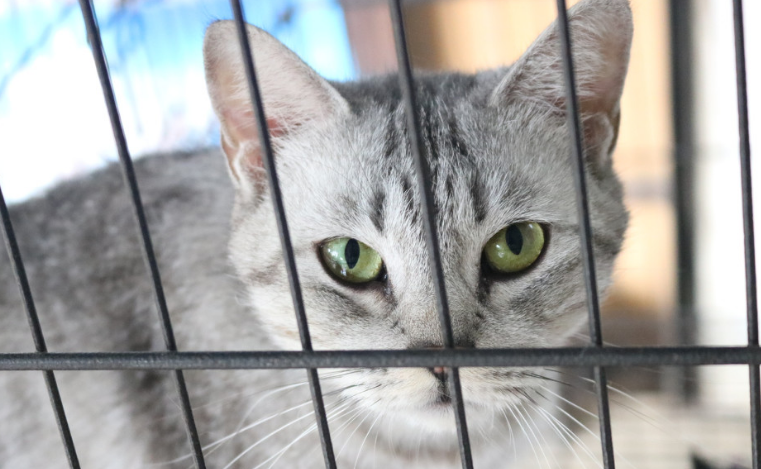猫咪为什么要笼养