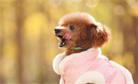 狗狗来例假一般几日,都有什么状况?