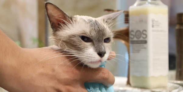 给猫洗澡用沐浴露吗
