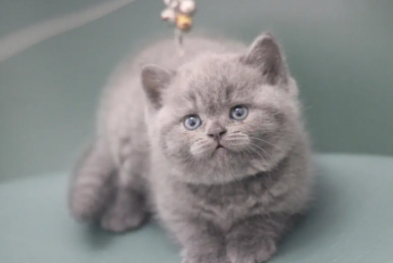英短蓝猫没精神不爱动