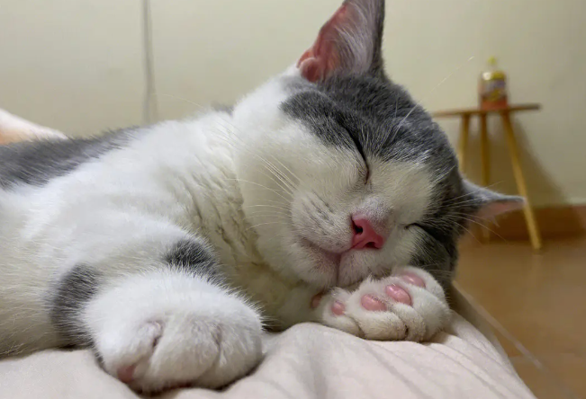 什么是杯状病毒,猫咪患杯状病毒如何治疗的呢? 什么是杯状病毒,猫咪患杯状病毒如何治疗的呢?